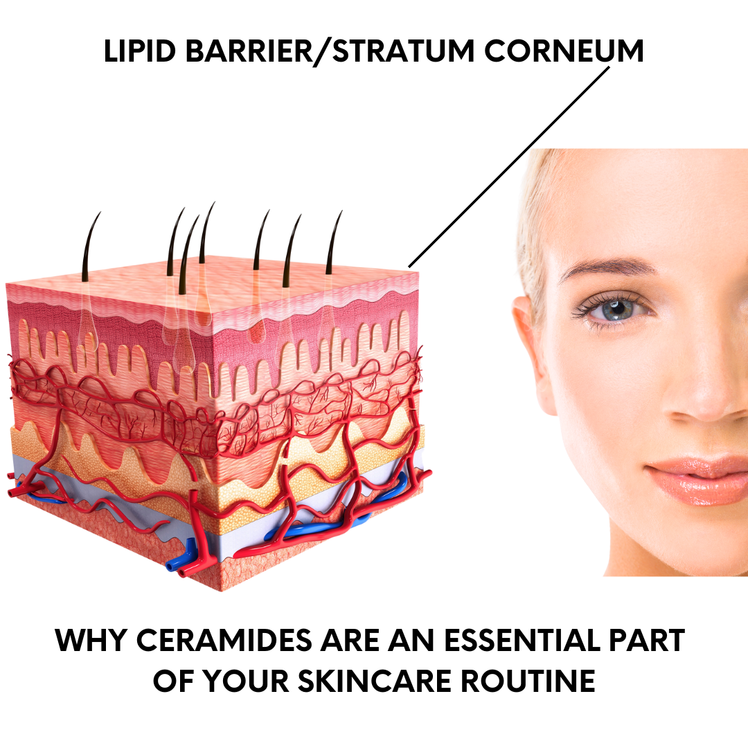 Skincare product containing ceramides to repair and strengthen the skin's moisture barrier.